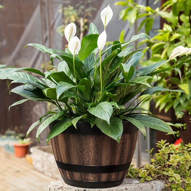 Durable Plastic Round Elegant  – Aloe Vera Pot Bewertung und Preis