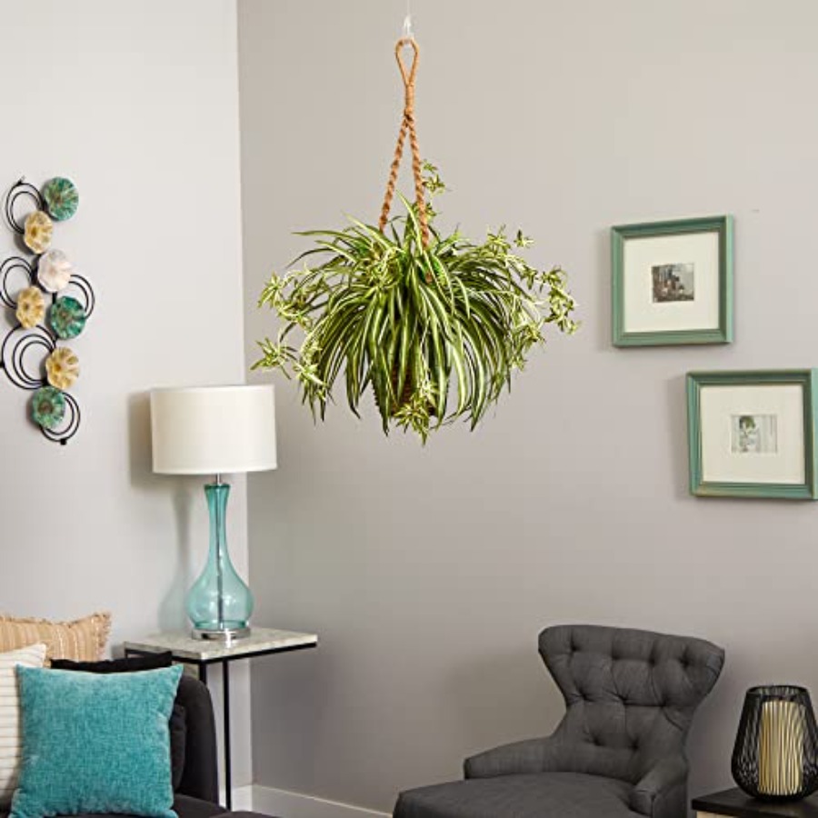 Spider Plant Hanging Basket fo – Spider Plant Hanging Bewertung und Preis
