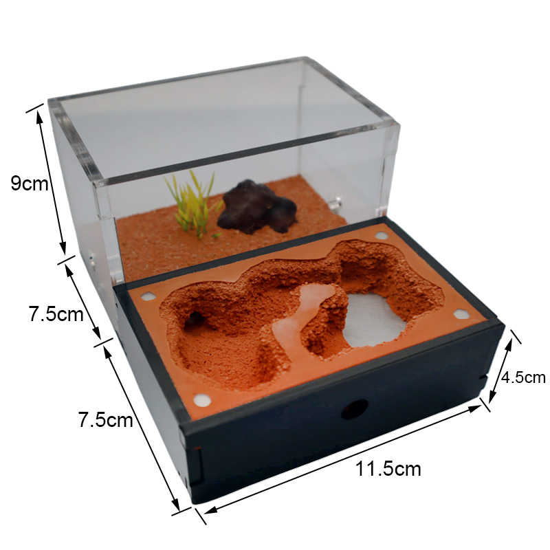 Yellow Soil Ant Farm with Exte – Begonia Rex Bewertung und Preis