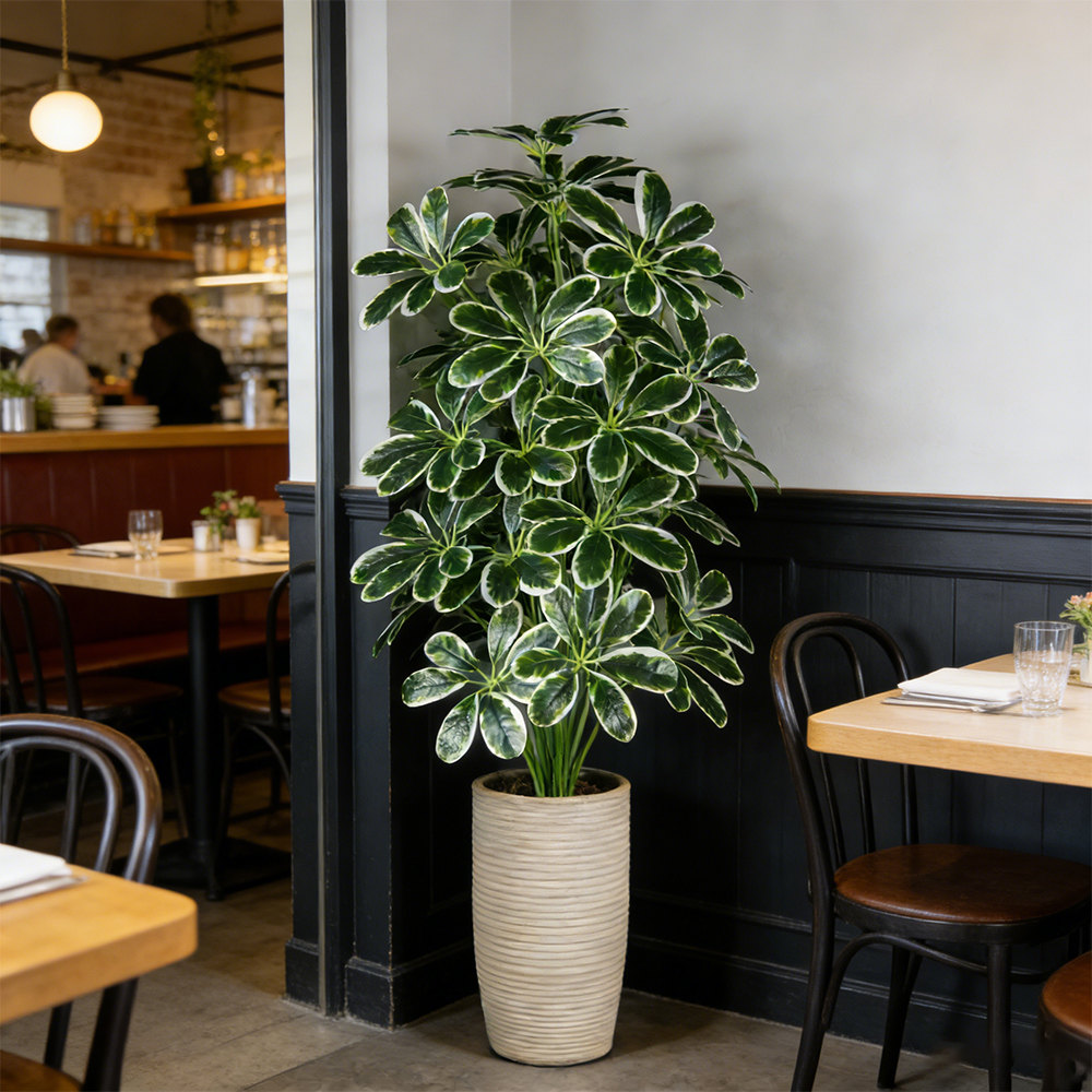 50-75cm Artifficial Maranta Pl – Dracaena Marginata Bewertung und Preis