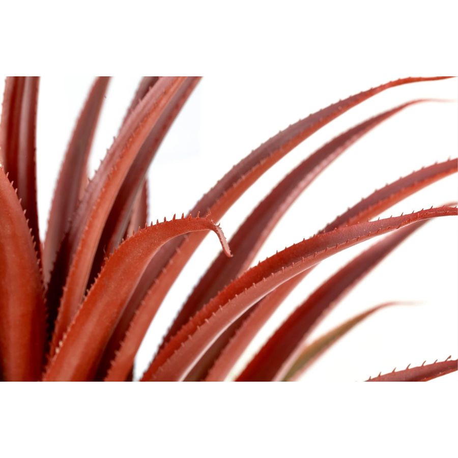 Hyper Realistic Big Red Artifi – Aloe Vera Pot Bewertung und Preis