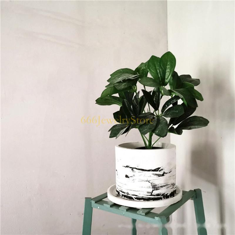 F2TD Large Round Concrete Flow – Echeveria Succulent Bewertung und Preis