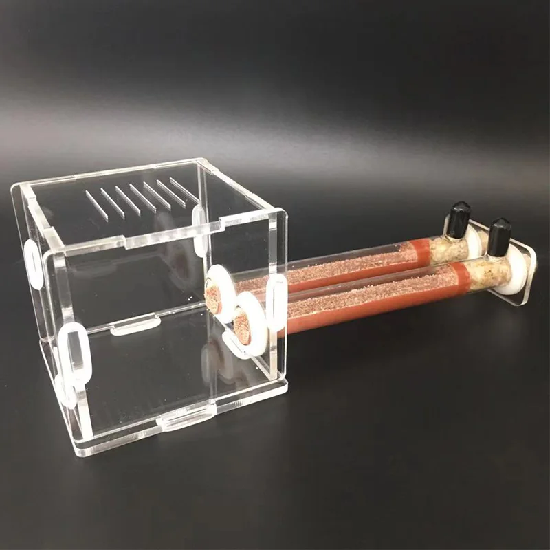 DIY Various Size Ant Farm Bamb – Begonia Rex Bewertung und Preis