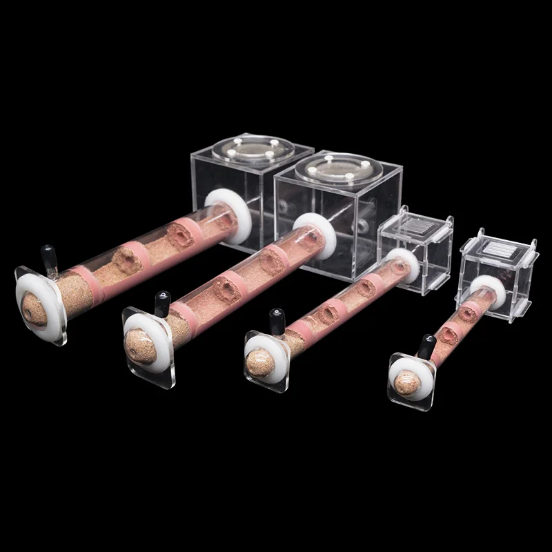 DIY Various Size Ant Farm Bamb – Begonia Rex Bewertung und Preis