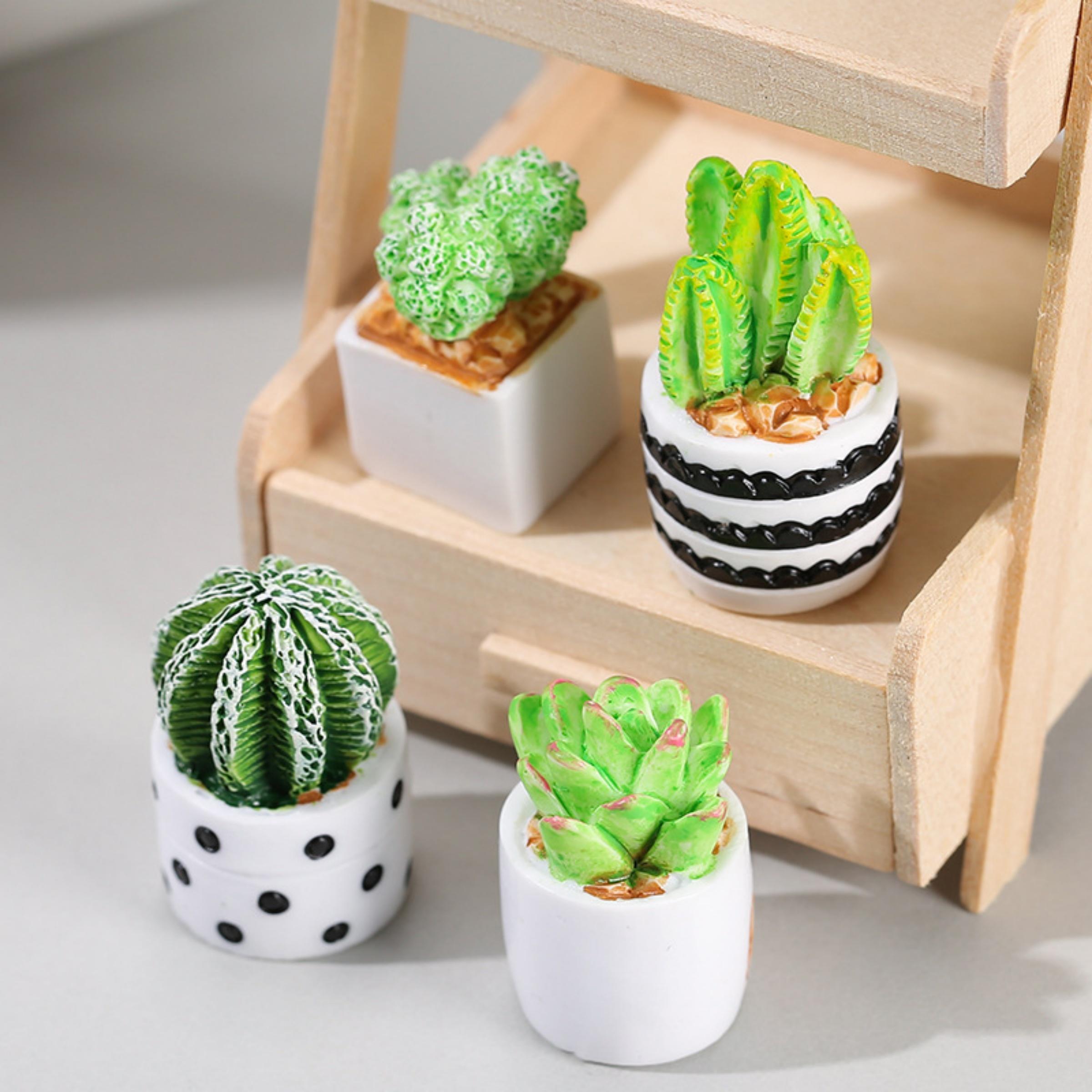 4-Piece Set of Cactus Succulen – Echeveria Succulent Bewertung und Preis