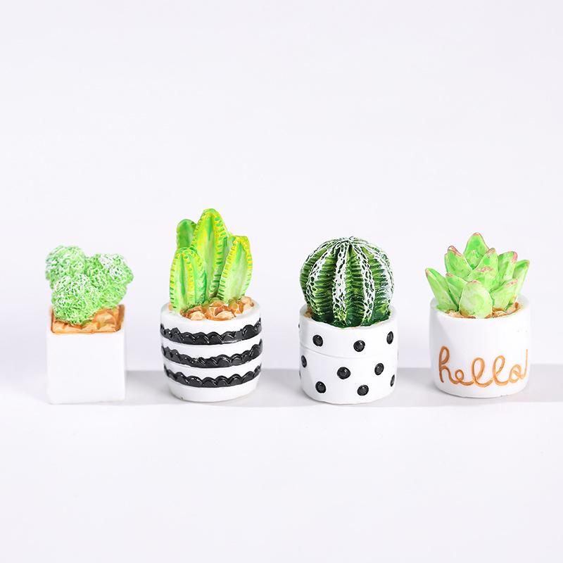 4-Piece Set of Cactus Succulen – Echeveria Succulent Bewertung und Preis