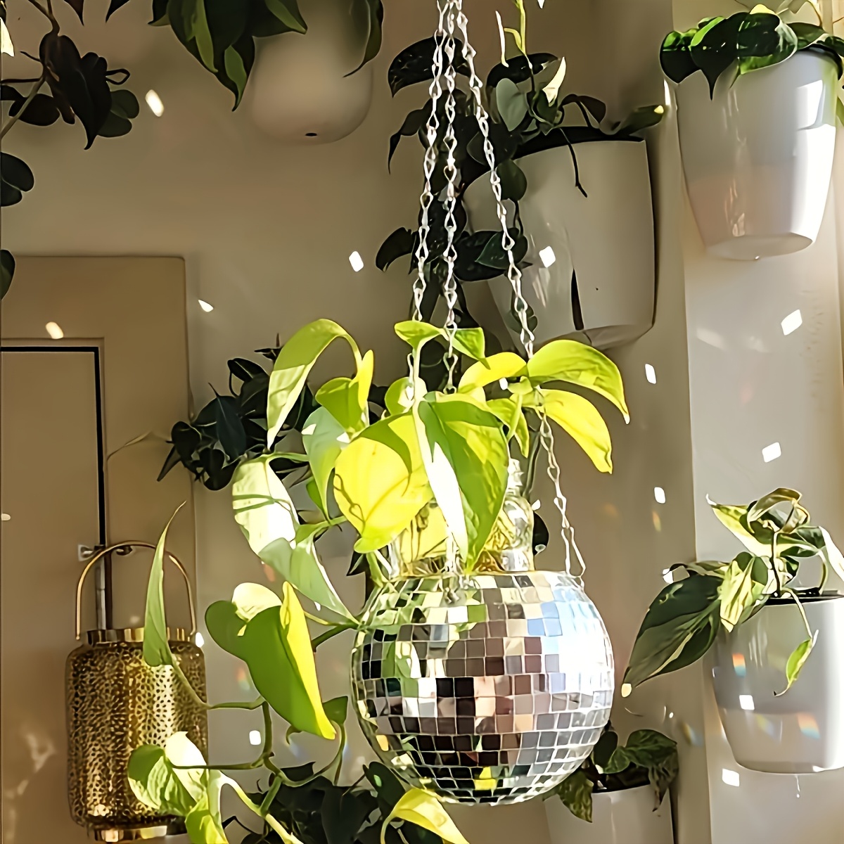 Disco Mirror Ball Hanging Flow – Echeveria Succulent Bewertung und Preis