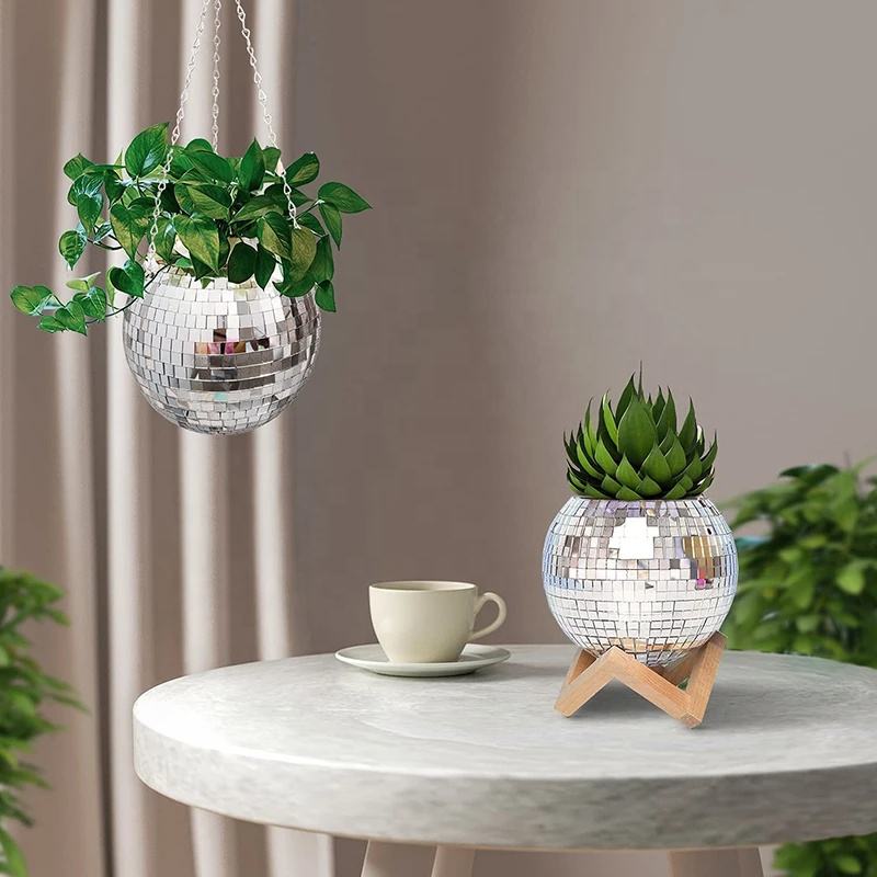 Disco Mirror Ball Hanging Flow – Echeveria Succulent Bewertung und Preis