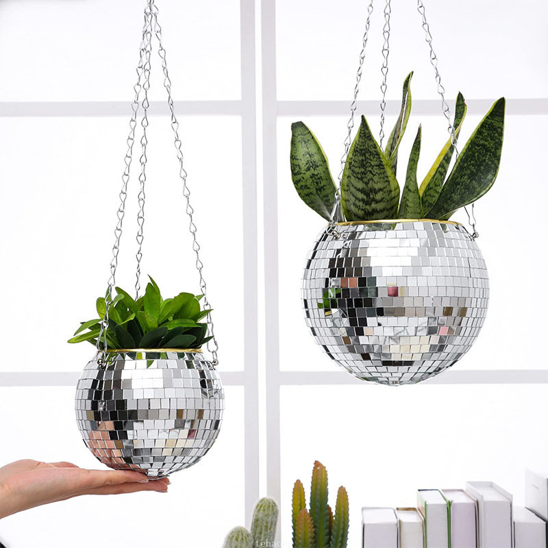 Disco Mirror Ball Hanging Flow – Echeveria Succulent Bewertung und Preis