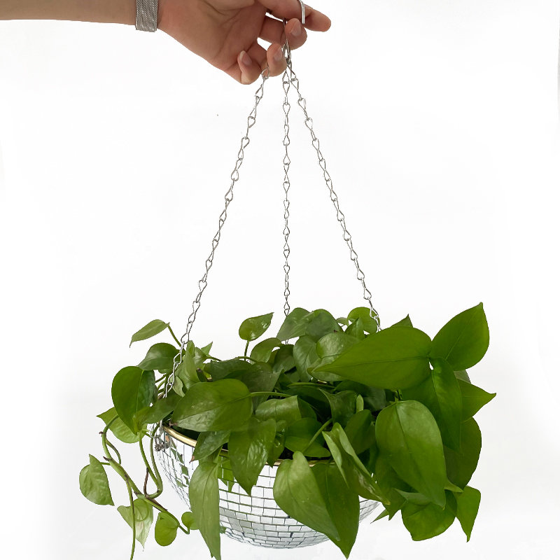 Disco Mirror Ball Hanging Flow – Echeveria Succulent Bewertung und Preis