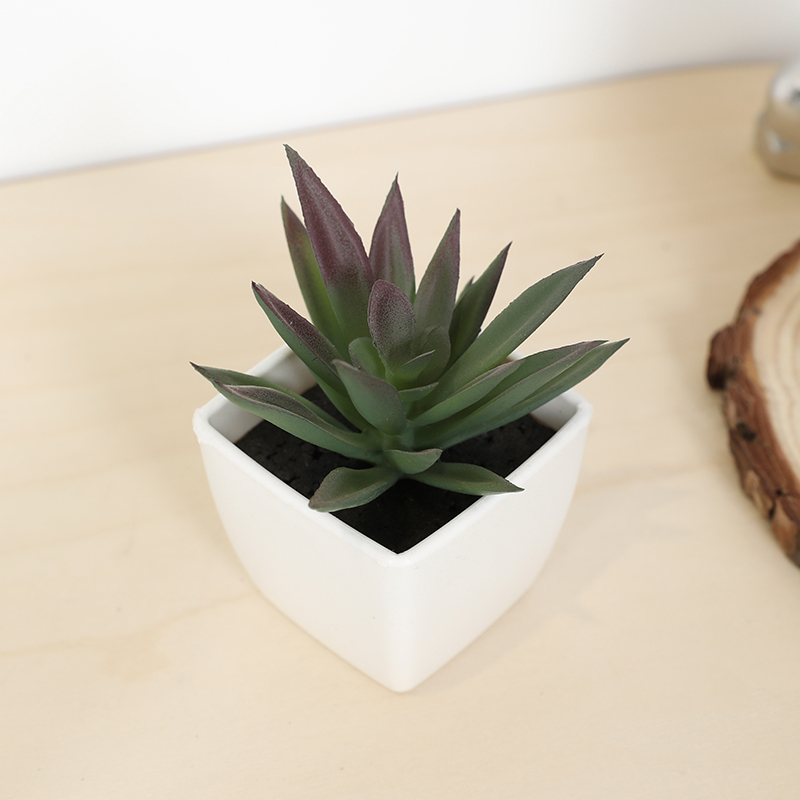 Mini Artificial Succulent Fair – Echeveria Succulent Bewertung und Preis