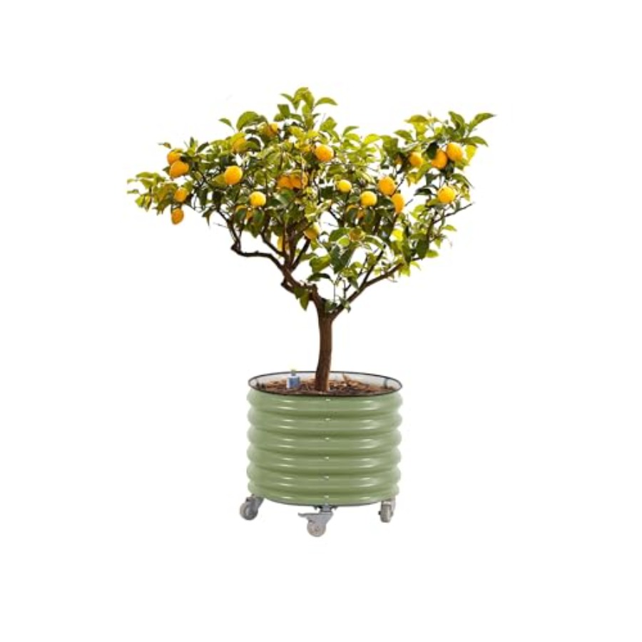 Self-Watering Rolling Metal Ci – Aloe Vera Pot Bewertung und Preis
