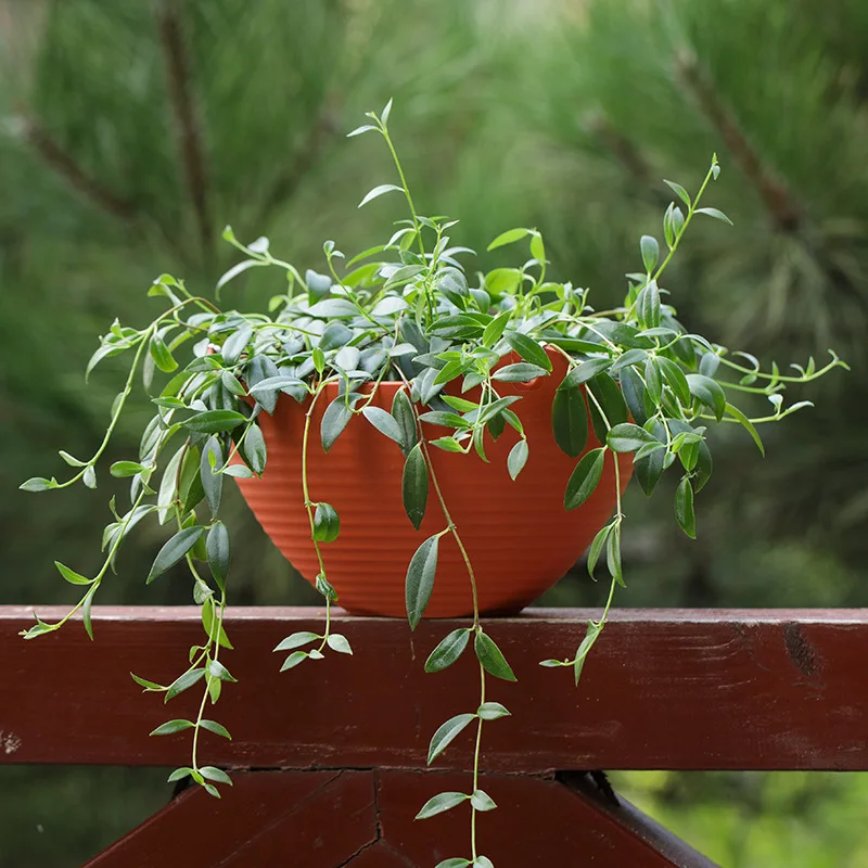 Plastic hanging basket flower  – Spider Plant Hanging Bewertung und Preis